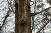 Metasequoia glyptostroboides